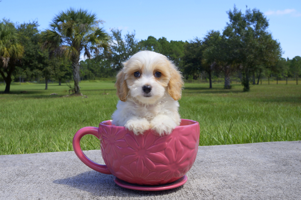 Meet Polo - our Cavachon Puppy Photo 1/2 - Florida Fur Babies