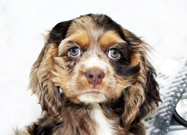 Cocker Spaniel Puppies For Sale - Florida Fur Babies