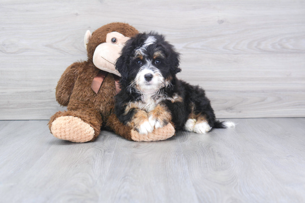 Meet Rufus - our Mini Bernedoodle Puppy Photo 2/2 - Florida Fur Babies