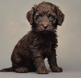 Labrapoo Puppies For Sale - Florida Fur Babies