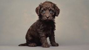 Cute Labrador Poodle Mix Pup