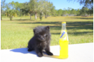 Meet Olive - our Pomeranian Puppy Photo 4/5 - Florida Fur Babies
