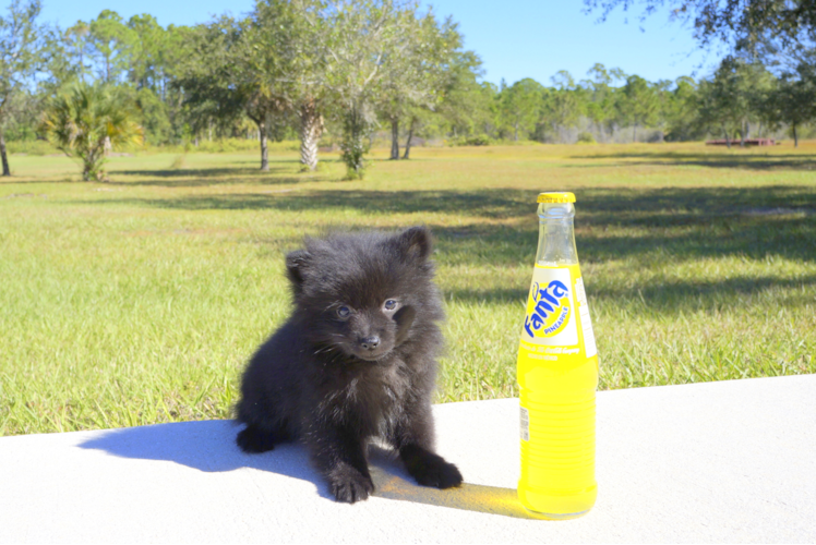 Meet Olive - our Pomeranian Puppy Photo 4/5 - Florida Fur Babies