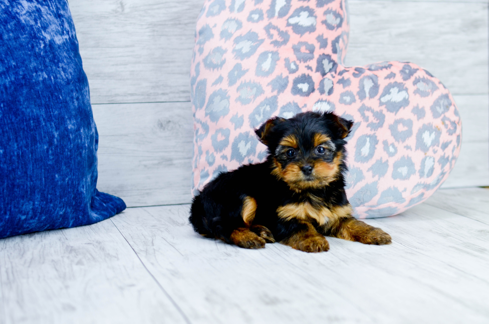 Meet  Mocha - our Yorkshire Terrier Puppy Photo 3/5 - Florida Fur Babies