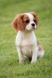 Cavalier King Charles Spaniel Being Cute