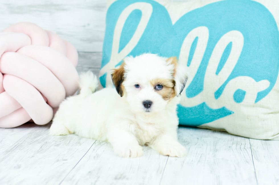 Meet  Cleo - our Teddy Bear Puppy Photo 2/4 - Florida Fur Babies