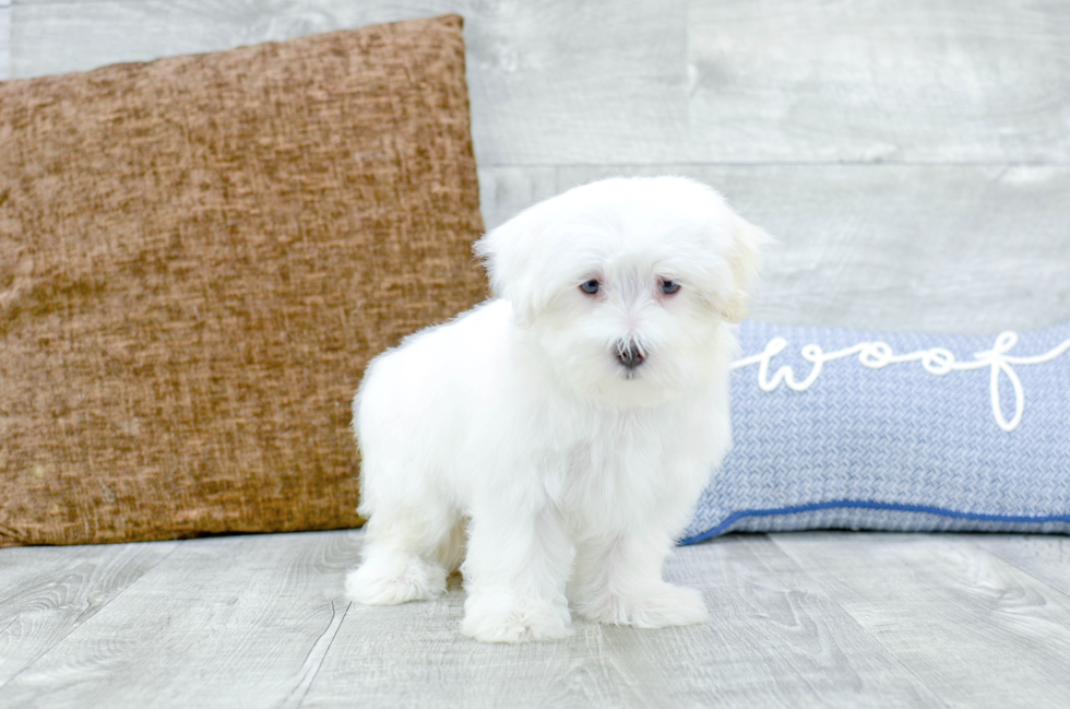 Meet Martin - our Maltese Puppy Photo 4/5 - Florida Fur Babies