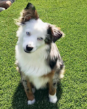 Cute Miniature Austrailian Shepherd Purebred Pup Cute Miniature Austrailian Shepherd Purebred Pup