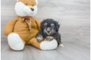 Meet Smores - our Mini Bernedoodle Puppy Photo 2/3 - Florida Fur Babies