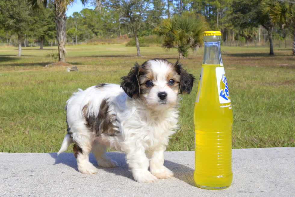 Meet Skippy - our Cavachon Puppy Photo 3/4 - Florida Fur Babies