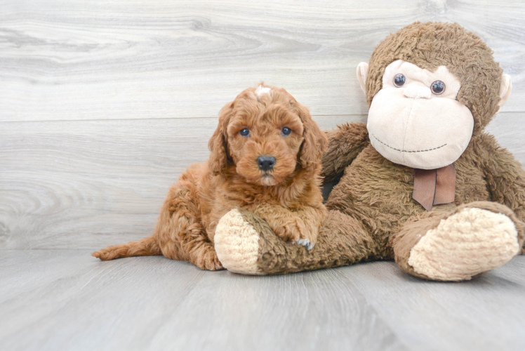 Meet Julian - our Mini Goldendoodle Puppy Photo 1/3 - Florida Fur Babies