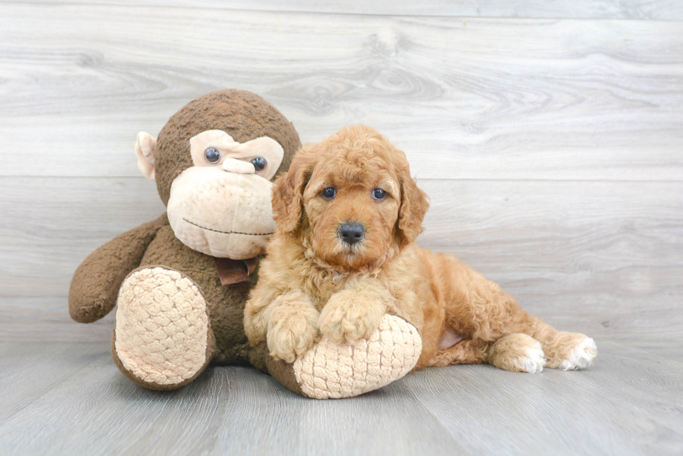 Meet Degeneres - our Mini Goldendoodle Puppy Photo 2/3 - Florida Fur Babies