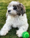 Puppy For Sale - Florida Fur Babies Puppy For Sale - Florida Fur Babies
