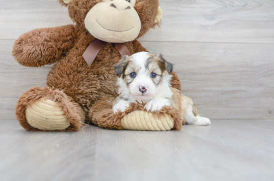 17 week old Aussiechon Puppy For Sale - Florida Fur Babies