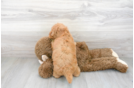 Meet Rusty - our Mini Goldendoodle Puppy Photo 3/3 - Florida Fur Babies