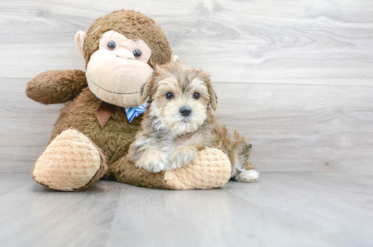 15 week old Morkie Puppy For Sale - Florida Fur Babies