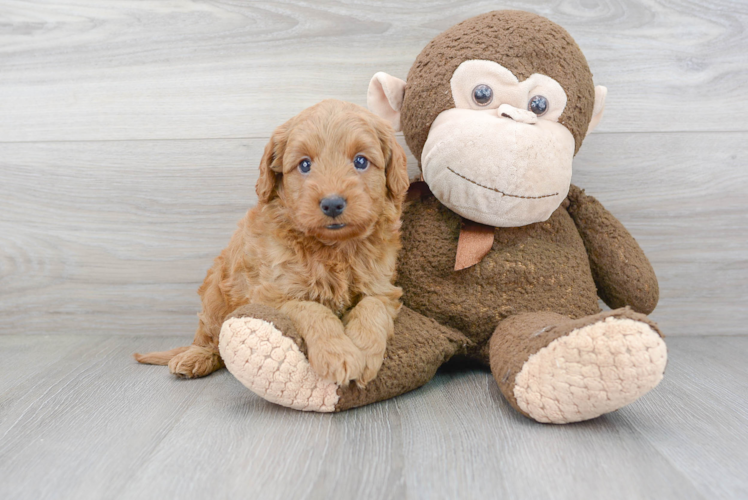 Meet Baron - our Mini Goldendoodle Puppy Photo 2/3 - Florida Fur Babies