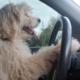 Cute Mini Goldendoodle Poodle Mix Pup