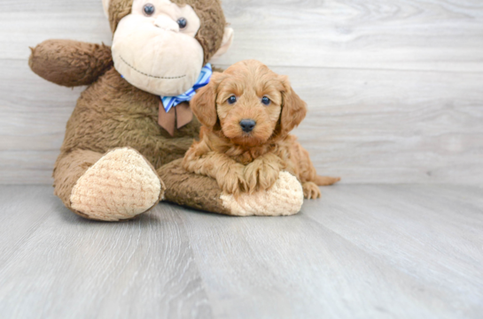11 week old Mini Goldendoodle Puppy For Sale - Florida Fur Babies