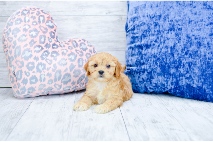 Meet  Merida - our Cavachon Puppy Photo 1/7 - Florida Fur Babies
