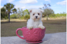 Meet Francisco - our Maltese Puppy Photo 3/5 - Florida Fur Babies