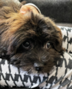 Puppy For Sale - Florida Fur Babies Puppy For Sale - Florida Fur Babies