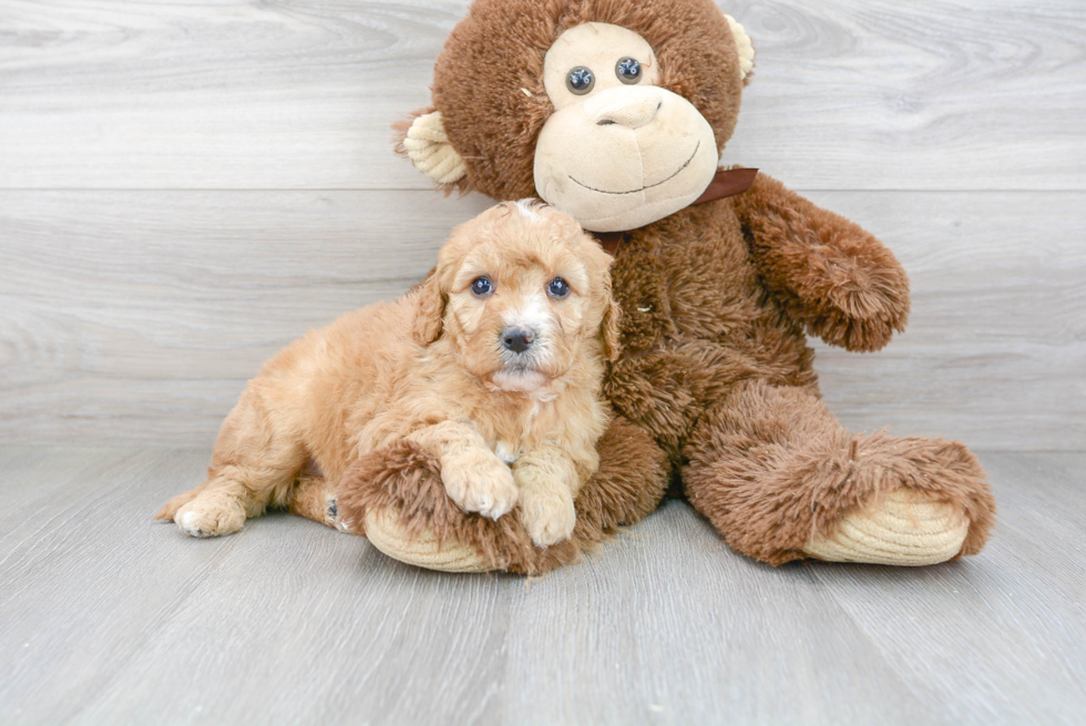 Meet Kendall - our Mini Goldendoodle Puppy Photo 2/3 - Florida Fur Babies