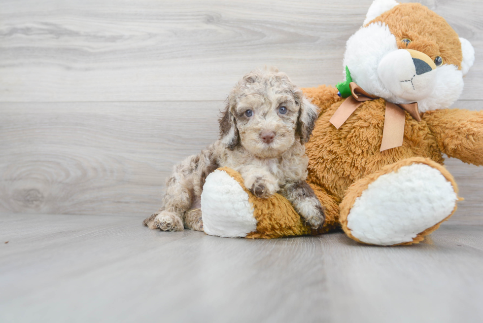 Meet Reign - our Cockapoo Puppy Photo 1/3 - Florida Fur Babies