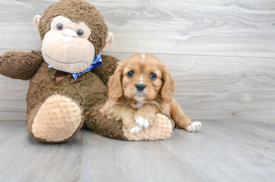 19 week old Cavalier King Charles Spaniel Puppy For Sale - Florida Fur Babies