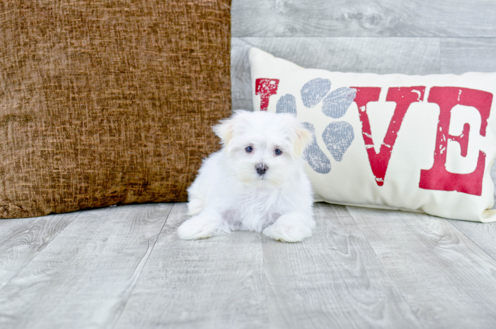 Meet Aspen - our Maltese Puppy Photo 3/4 - Florida Fur Babies