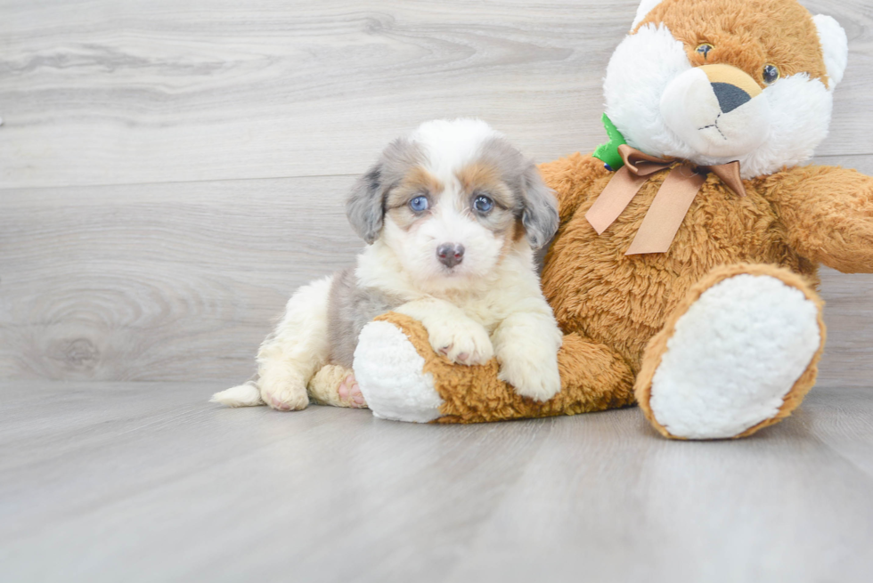 Meet Journee - our Mini Bernedoodle Puppy Photo 1/3 - Florida Fur Babies