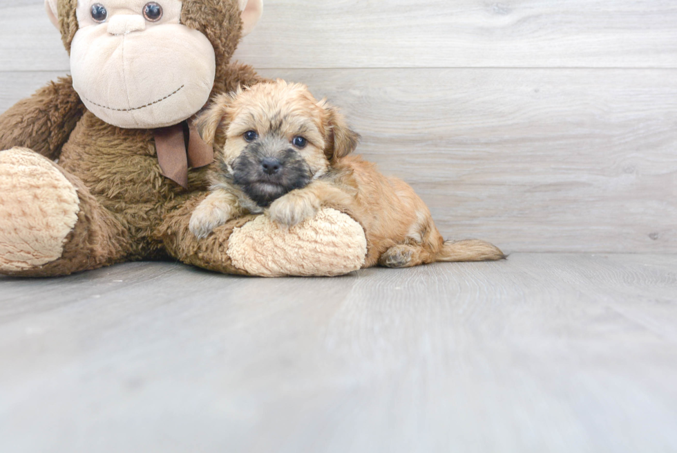 Meet Seger - our Morkie Puppy Photo 1/2 - Florida Fur Babies