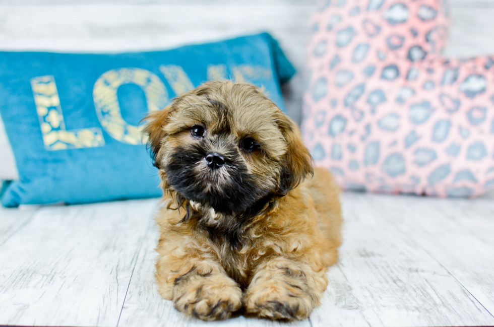 Meet Chewy - our Teddy Bear Puppy Photo 3/5 - Florida Fur Babies
