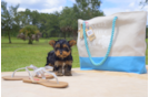 Meet Madison - our Yorkshire Terrier Puppy Photo 2/5 - Florida Fur Babies