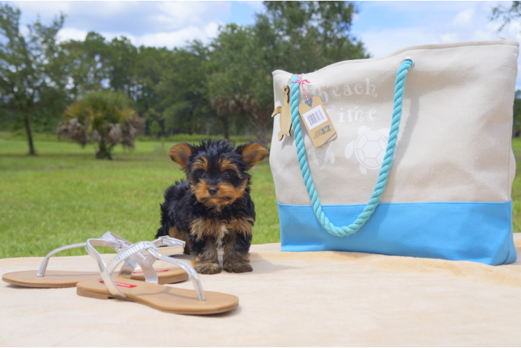 Meet Madison - our Yorkshire Terrier Puppy Photo 2/5 - Florida Fur Babies