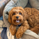 Puppy For Sale - Florida Fur Babies Puppy For Sale - Florida Fur Babies