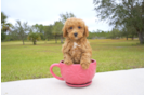 Meet Red - our Cavapoo Puppy Photo 1/2 - Florida Fur Babies