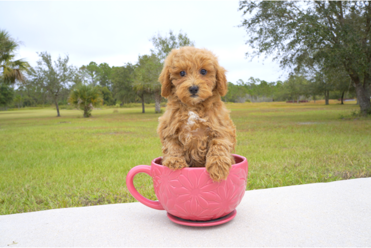Meet Red - our Cavapoo Puppy Photo 1/2 - Florida Fur Babies