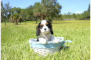 Meet Layla - our Cavalier King Charles Spaniel Puppy Photo 2/4 - Florida Fur Babies