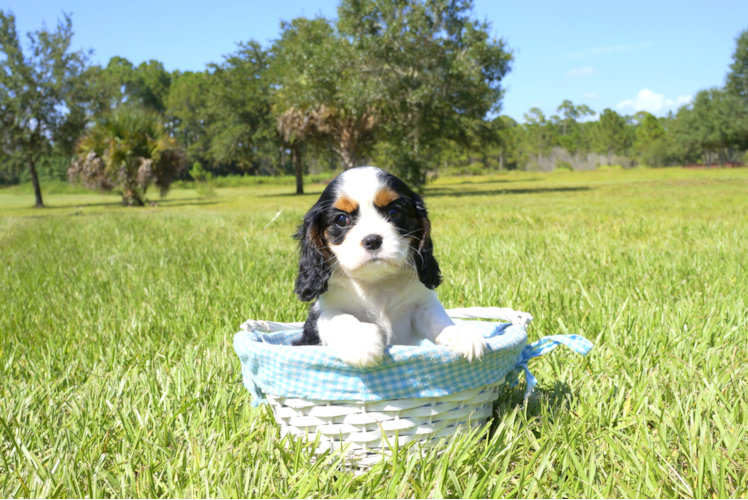 Meet Layla - our Cavalier King Charles Spaniel Puppy Photo 2/4 - Florida Fur Babies