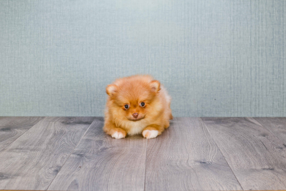 Meet Prada - our Pomeranian Puppy Photo 4/4 - Florida Fur Babies