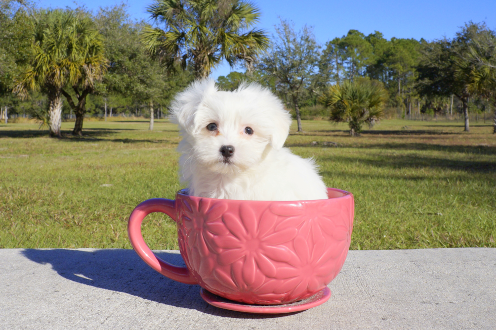 Meet Nolan - our Maltese Puppy Photo 3/4 - Florida Fur Babies