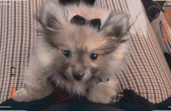 Pomeranian Being Cute Pomeranian Being Cute