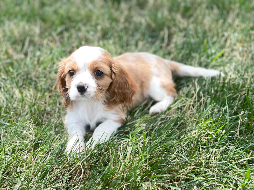 Meet Tilly - our Cavalier King Charles Spaniel Puppy Photo 2/3 - Florida Fur Babies