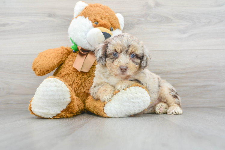 Meet Cardi - our Mini Aussiedoodle Puppy Photo 1/3 - Florida Fur Babies