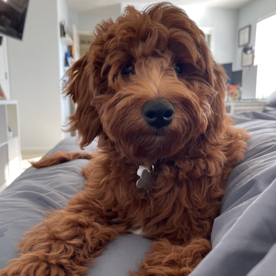 Intelligent Mini Goldendoodle