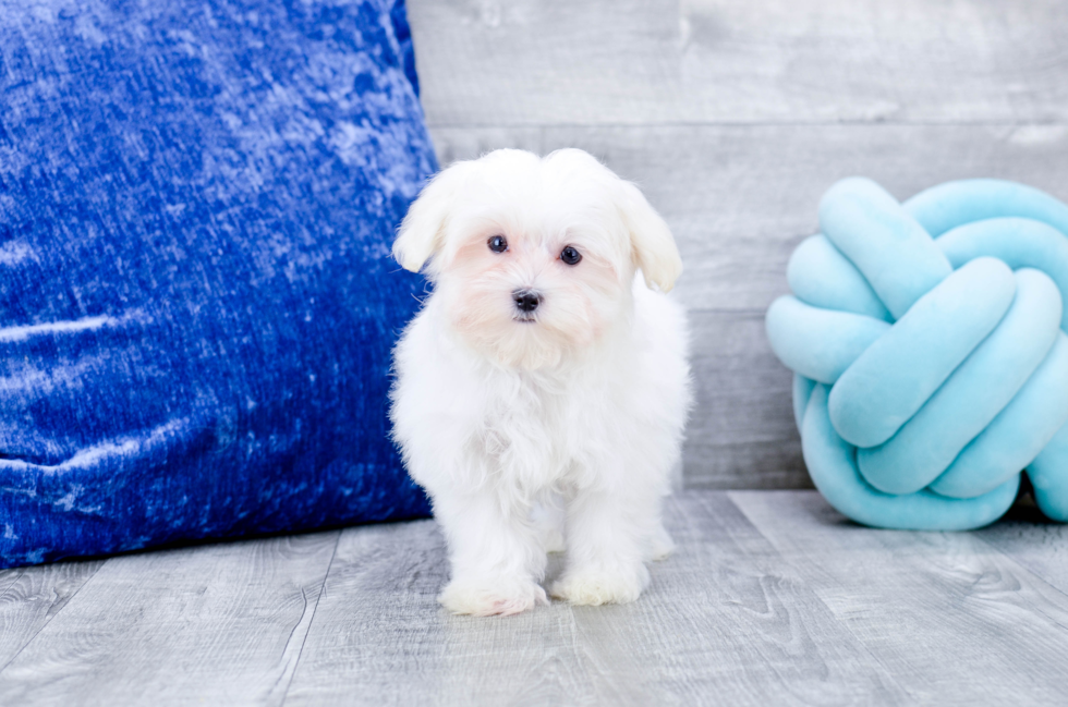 Meet  Flurry - our Maltese Puppy Photo 2/5 - Florida Fur Babies