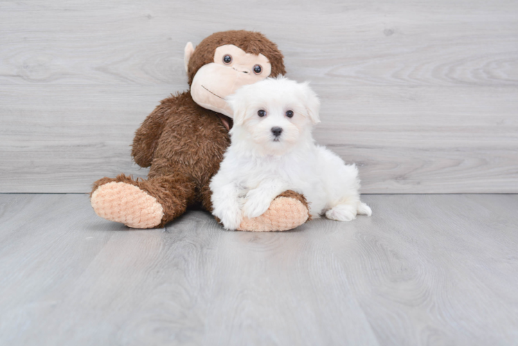 Meet Molly - our Maltese Puppy Photo 1/2 - Florida Fur Babies