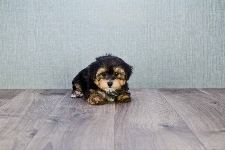 Meet Aubrey - our Morkie Puppy Photo 4/4 - Florida Fur Babies