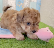Cute Bichon Poodle Mix Poodle Mix Pup